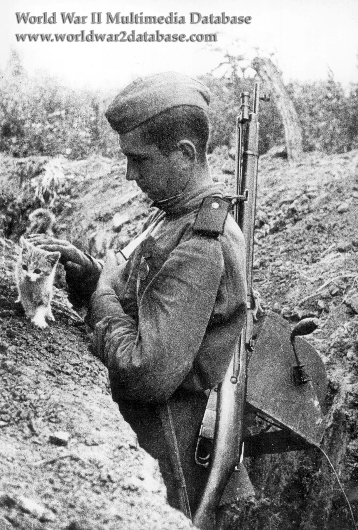 “Soviet Signalman Petting A Kitten On The Breastwork Trenches”